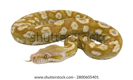Golden albino reticulated python snake with patterned scales and flicking tongue