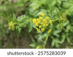 Golden Alexanders inflorescence with others in the background at Miami Woods in Morton Grove, Illinois