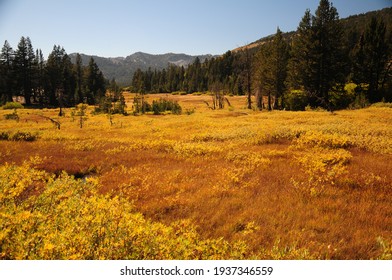 A Golden Alpine Grassland Meadow And Bristlecone Pine Forest During Autumn Season In Northern Nevada, Lake Tahoe, Sierra Nevada Mountains.