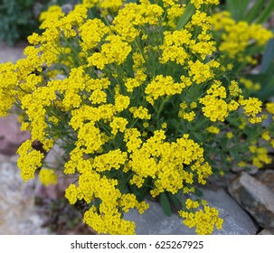 Golden; Alyssum; Saxatile