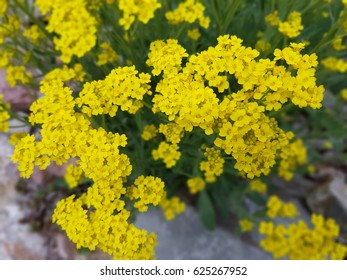 Golden; Alyssum; Saxatile