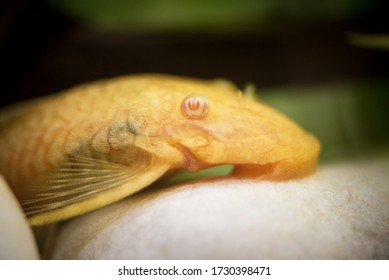 Golden Ancistrus pleco catfish Male albino Bristle-nose tropical freshwater aquarium fish. Albino algae eater. close up selective focus.