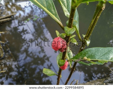 Golden Apple Snail Egg Masses (Pomacea Canaliculata) Laid on A Plant Stem. A Species of Ampullariidae Family and Architaenioglossa Order