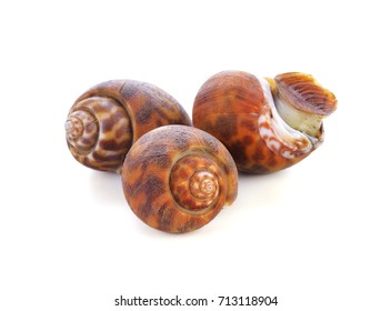 Golden Apple Snail Images Stock Photos Vectors Shutterstock