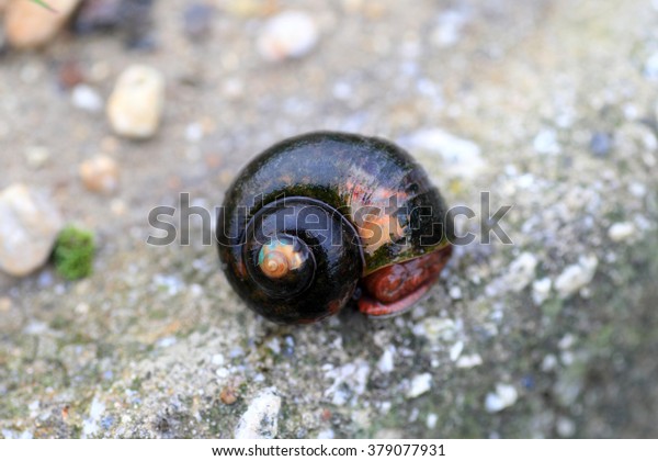 Golden Apple Snail Pomacea Canaliculata Japan Stock Photo Edit Now