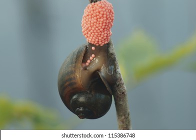 Golden Apple Snail Images Stock Photos Vectors Shutterstock