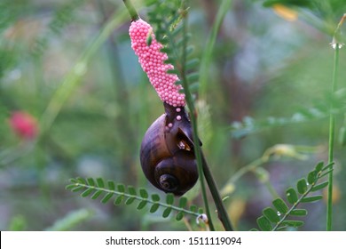 Golden Apple Snail Images Stock Photos Vectors Shutterstock