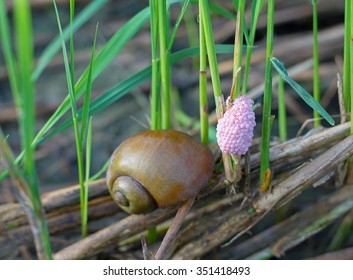 Golden Apple Snail Spawn Egg 