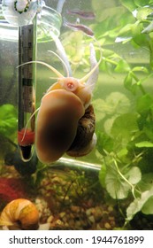 A Golden Apple Snail In A Tank