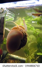 A Golden Apple Snail In A Tank