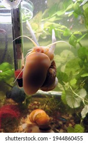 A Golden Apple Snail In A Tank