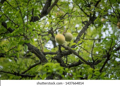 bilva patra tree