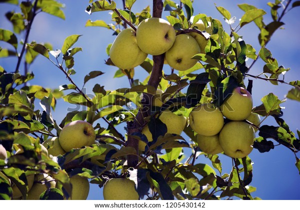 Golden Apples Himachal Pradesh India Stock Photo Edit Now