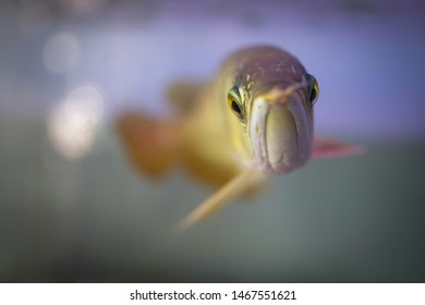 Golden Arowana Fish Back Photos Focus Stock Photo 1467551621 | Shutterstock