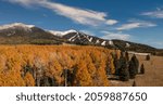 Golden aspen grove during fall in Flagstaff Arizona. 