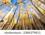 The golden Aspen Tree