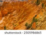 Golden Aspen Trees on The Cliffs of Wall Street From Sunrise Point, Bryce Canyon National Park, Utah, USA