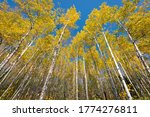 Golden aspens in the fall with bright blue sky behind white trees, travel autumn, Northern Wiscosin