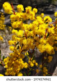 Golden Australian Yellow Wattle Blossom 