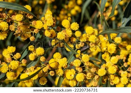The Golden Wattle (Acacia pycnantha) is Australia's official floral emblem.

