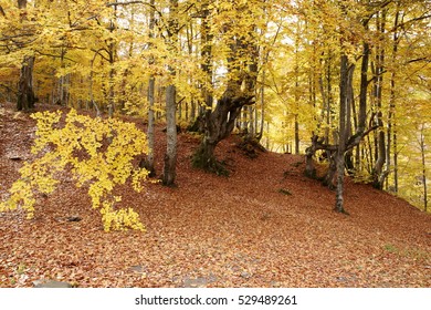 Golden autumn in beech forest in Carpathians