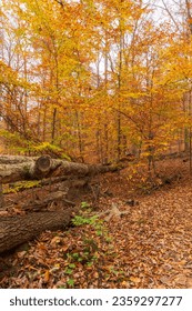 Golden autumn foliage in Cunningham Falls State Park. Leaf-covered foreground with fallen logs. Classic fall woodlands.