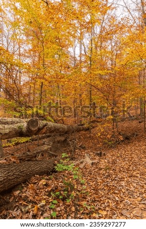 Golden autumn foliage in Cunningham Falls State Park. Leaf-covered foreground with fallen logs. Classic fall woodlands.