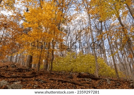Golden autumn foliage in Cunningham Falls State Park. Leaf-covered forest floor with fallen logs. Classic fall woodlands.