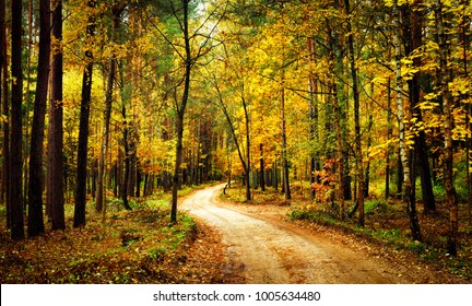 Golden autumn forest with walk path. Scenery colorful forest with yellow trees. Fall. Scenic nature