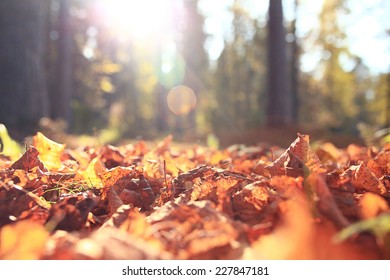 golden autumn landscape Indian summer