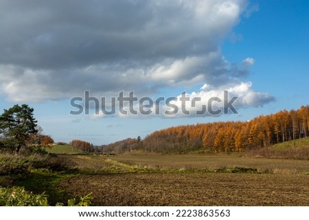 Golden autumn larch forest that reflects the sun's rays and field
