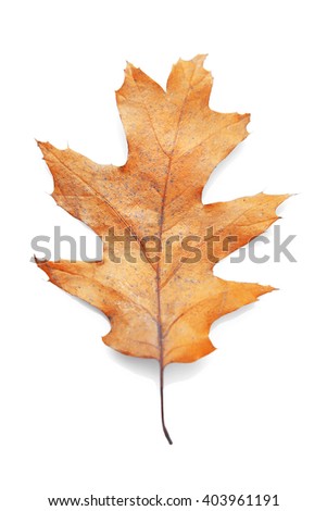 Golden autumn leaf isolated on white background