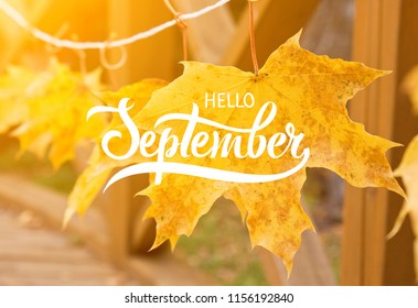 Golden autumn maple leaves. Great season texture with fall mood. Nature autumn  background with hand lettering Hello September. - Shutterstock ID 1156192840