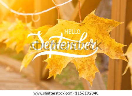 Golden autumn maple leaves. Great season texture with fall mood. Nature autumn  background with hand lettering Hello September.