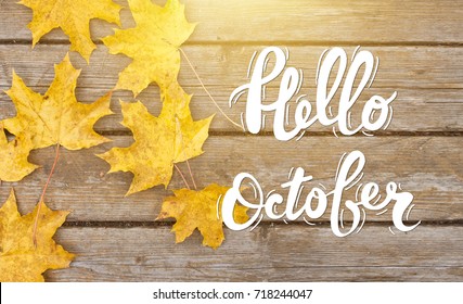 Golden autumn maple leaves on sunny day. Great season texture with fall mood. Nature september and october background with hand lettering Hello October. 