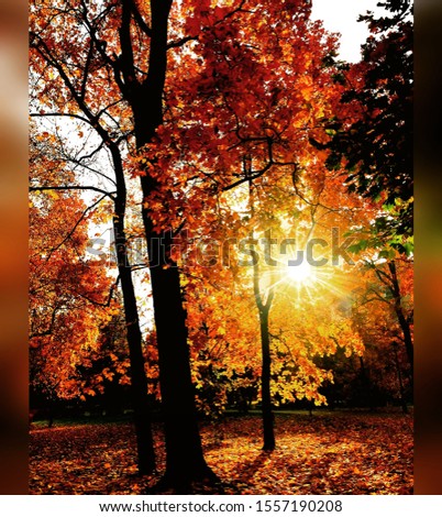 autumn burning Autumn Tree