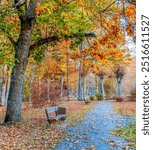 Golden autumn, old oak trees and resting bench in the Kemeri national nature park, Latvia 