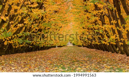 Golden autumn orchards with fallen leaves covering the ground, Otago region, South Island