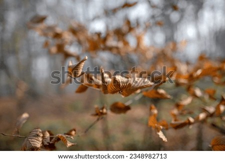 Golden autumn pattern of dry old yellow colorful autumn crisp leaves on tree branch at park. Close up of natural texture fall background leaf brown at woody forest