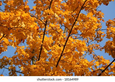 Golden autumn in Russia Autumn leaves background - Shutterstock ID 18164989
