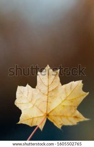 Similar – Image, Stock Photo red autumn leaf is held by hand