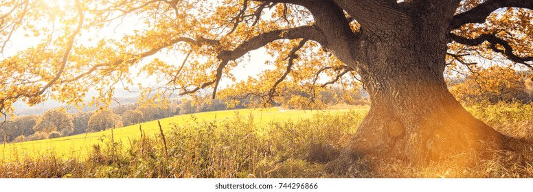 Golden autumn sun light falls through a oak tree, panorama