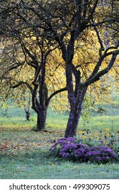golden autumn tree branches