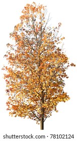 Golden Autumn Tree Isolated On White In Studio