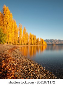 Golden autumn trees on the shore of Lake Wanaka, South Island. Vertical format.