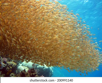 Golden Bait Ball Over Reef