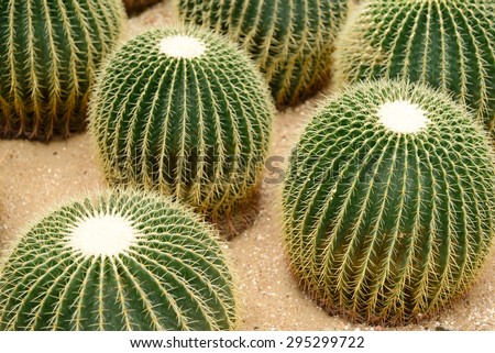 Golden ball cactus / Echinocactus grusonii