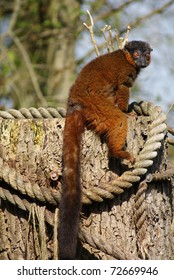 Golden Bamboo Lemur - Hapalemur Aureus