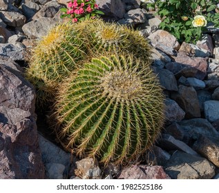 Golden Barrel Cacti At The Flower Bed In A Palm Desert Resort, Southern California