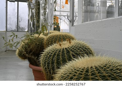 Golden Barrel cacti in Latin called Echinocactus grusonii growing in plastic pots. They are large mature plants, one of them is developing flowers and are on ground in a greenhouse of a botanic garden - Shutterstock ID 2258252767